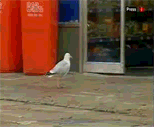 Seagull in Manistee, MI stealing Doritos from a convenience store 