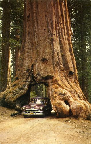 giant redwood tree